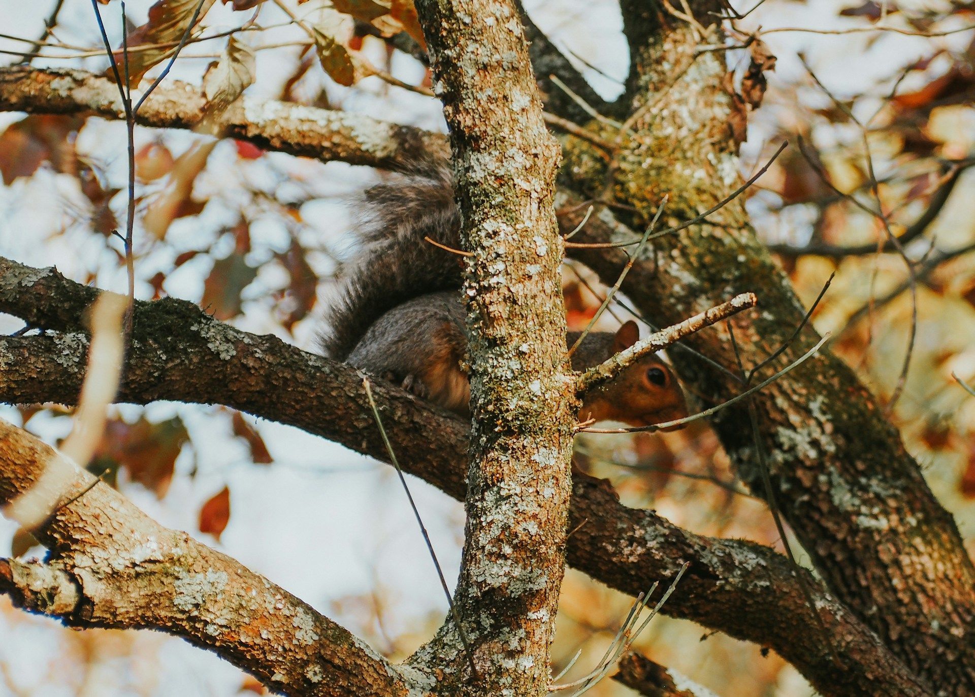 10 листопада білка метушиться — встановиться тепло / © Unsplash