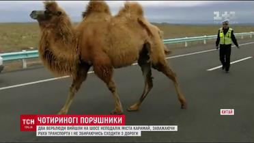 У Китаї два верблюди розгулювали по шосе
