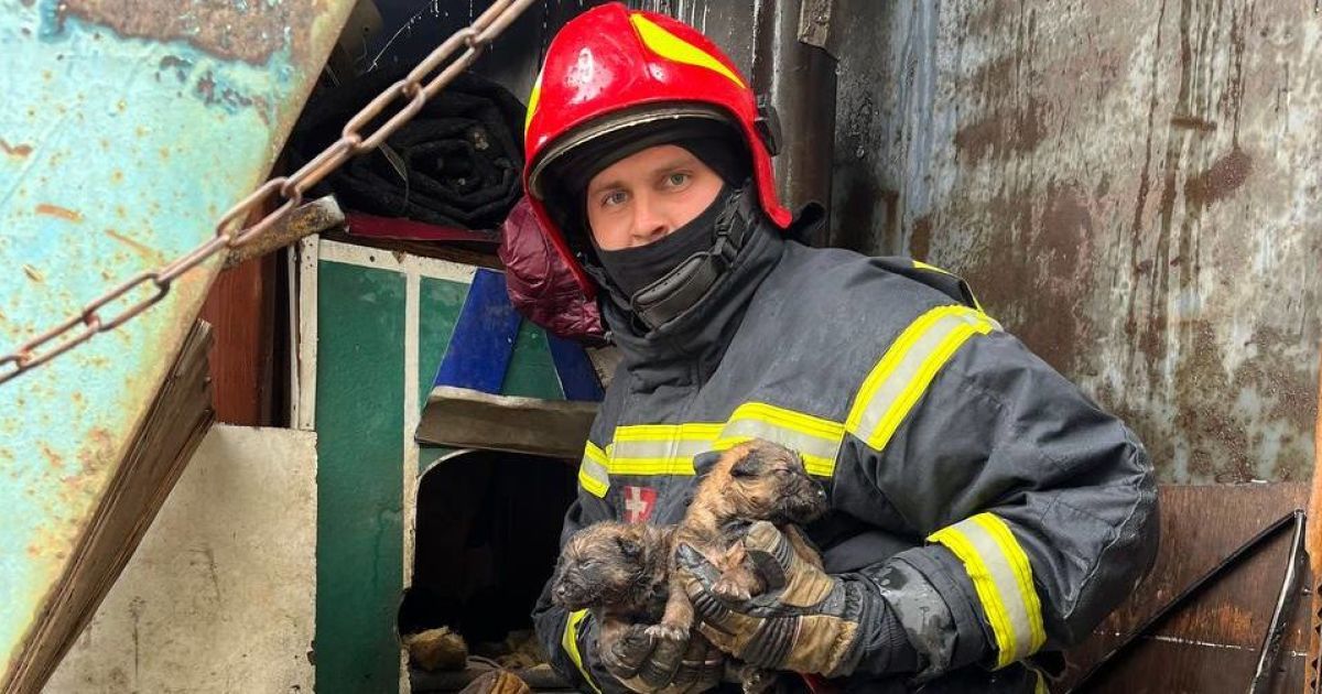 В Києві рятувальники винесли з вогню сім маленьких цуценят