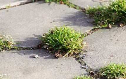 Как избавиться от травы между тротуарными плитами: 7 способов