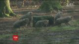 В Голландском зоопарке посетителям показали 6 детенышей гепардов