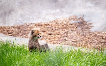 Пушистое пополнение: в одном из зоопарков США родилось сразу 10 гепардов