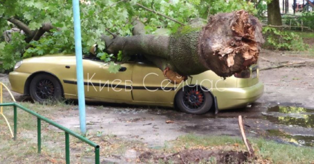 У Києві величезне дерево впало на автівку