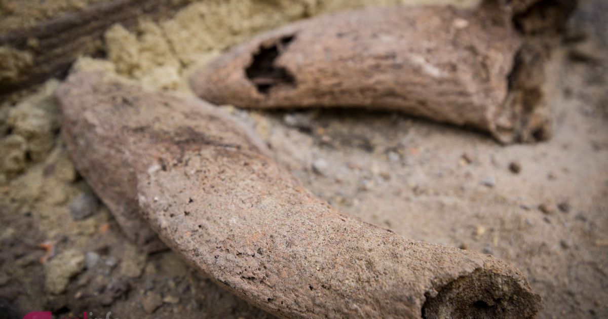 розкопки у Львові_14 / © galinfo.com.ua