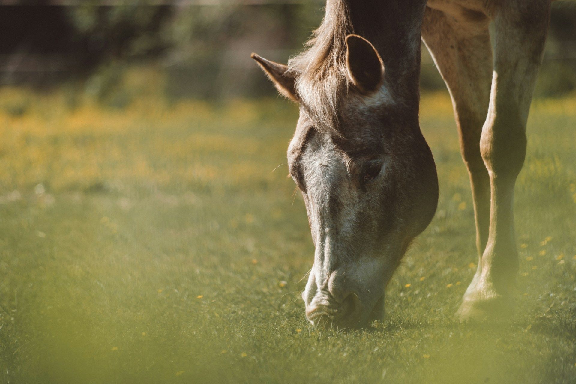 3 квітня коні похропують — чекайте на негоду / © Unsplash