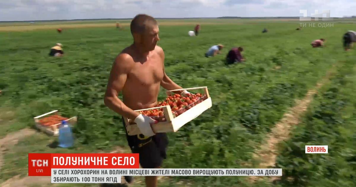 Жители села на Волыни массово выращивают клубнику: в сутки собирают 100 тонн ягод