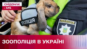 Создание зоополиции в Украине: Что это за структура и что она будет делать?