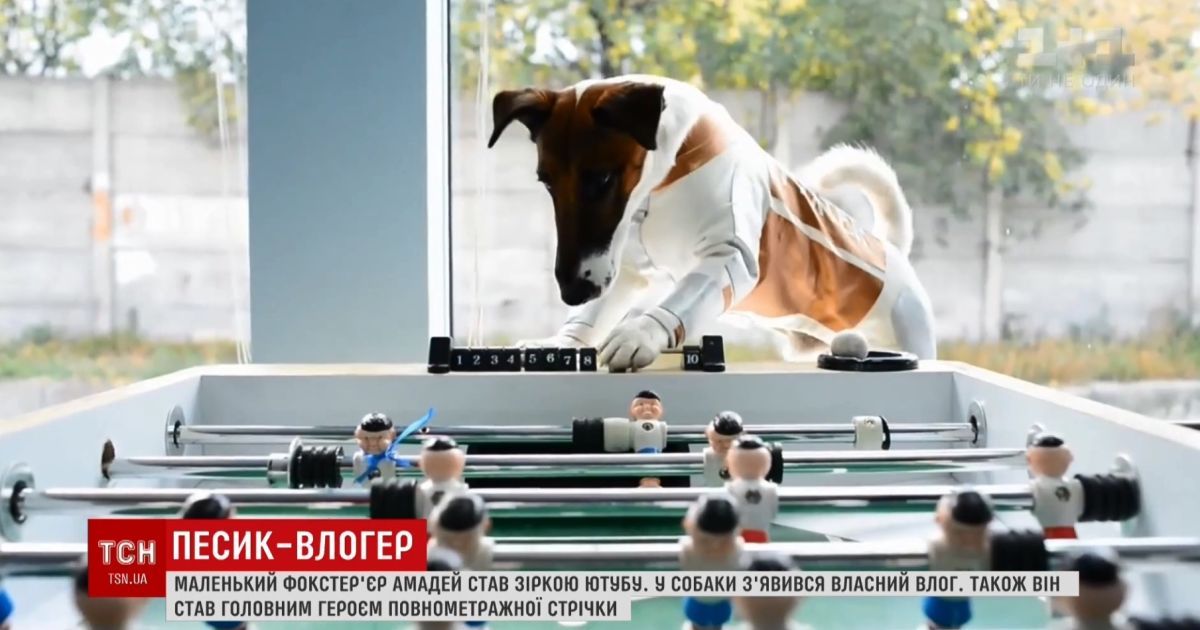 "Порода норовлива": найвідоміший пес України "відкрив" власний канал на YouTube