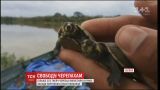 Более 100 тысяч черепах выпустили в реки Боливии, чтобы сохранить их популяцию