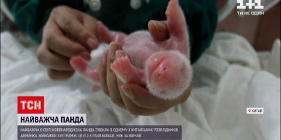 Новости мира: в китайском питомнике родился самый тяжелый в мире малыш панды