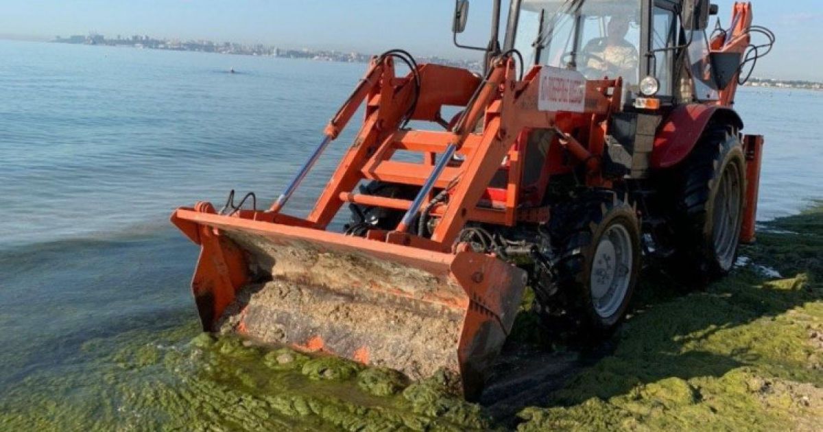 Цветение моря в Одессе: с пляжа убрали 30 кубометров водорослей