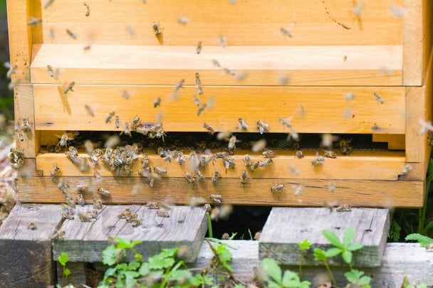 24 серпня бджоли ліниво літають біля вуликів — на затяжні дощі / © unsplash.com
