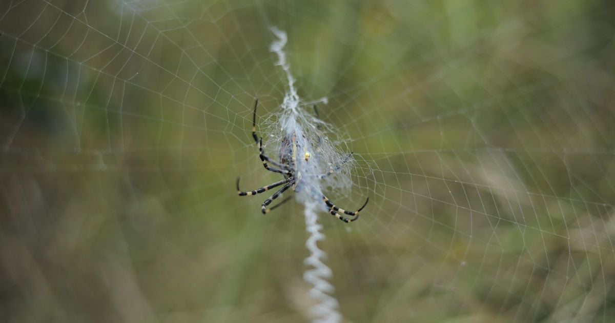 Як позбутися павуків