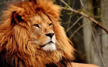 На Тернопольщине в зоопарке лев набросился на подростка и изранил его