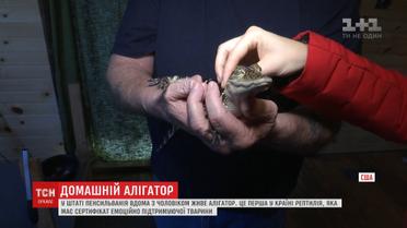 У США домашній алігатор має сертифікат "тварини, що емоційно підтримує власника"