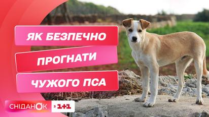 Чужий пес на подвір'ї: як не наразити себе на небезпеку і безпечно відігнати собаку
