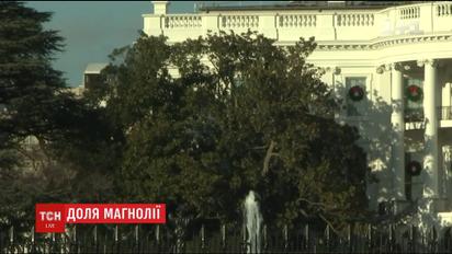Мелани Трамп решила спилить самое старое дерево под Белым домом
