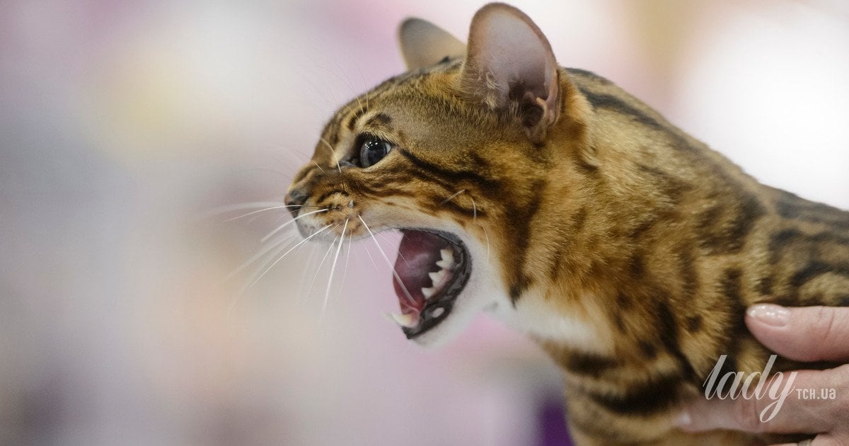 Бенгальський кіт