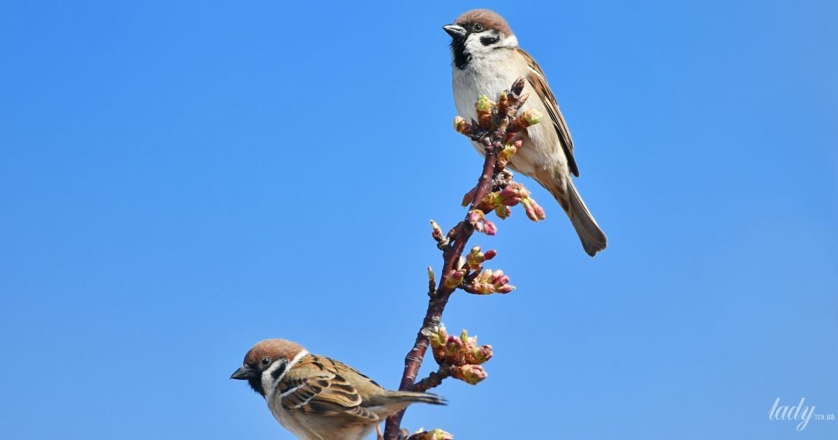 Весняний пейзаж