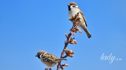 Весенний пейзаж