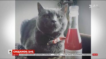 У США з'явилося вино для котів