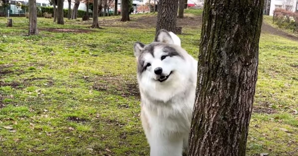 Тако у новому костюмі собаки
