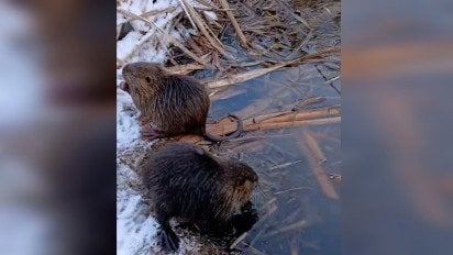 У Полтаві помітили родину нутрій