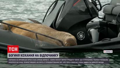 Моржиха Фрея приплыла в Норвегию на отдых