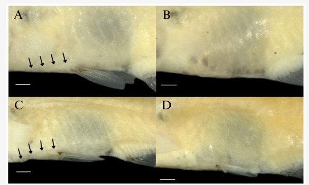 Новий вид риб / Фото: Federal University of São Carlos