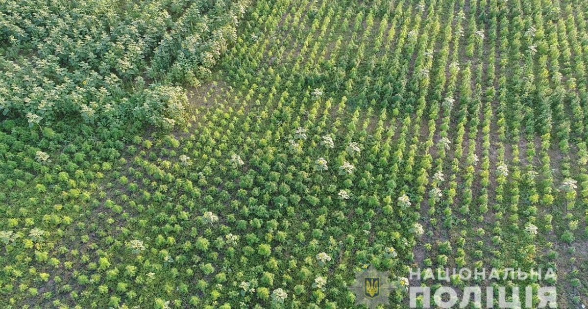 Новости Украины: в Херсонской области обнаружили рекордную конопляную плантацию — Эксклюзив ТСН — tsn.ua - Vimarsana News