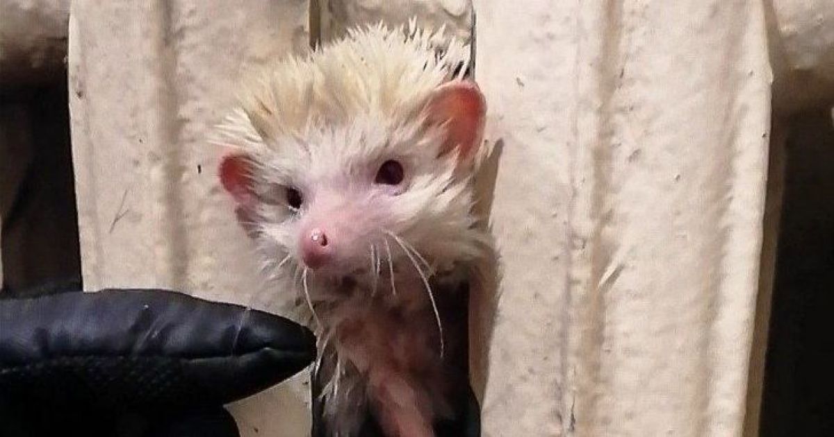 У Києві їжак застряг у розпеченій батареї / © Kyiv Animal Rescue Group/Facebook