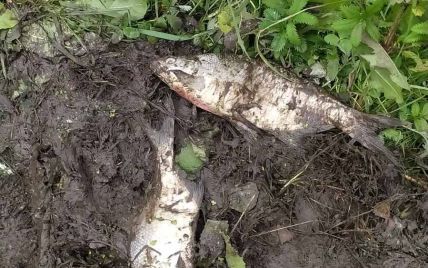 Запах аммиака и масляные пятна: в реке в Хмельницкой области массово гибнет рыба (фото)