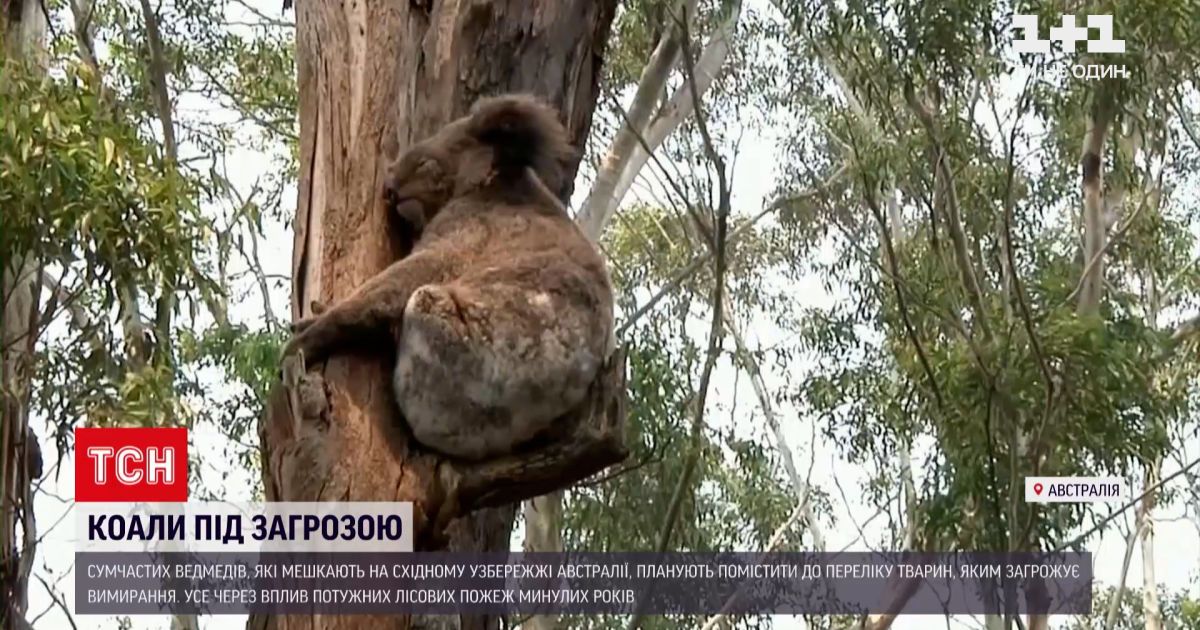 Новости мира: коал планируют поместить в список животных, которым грозит вымирание