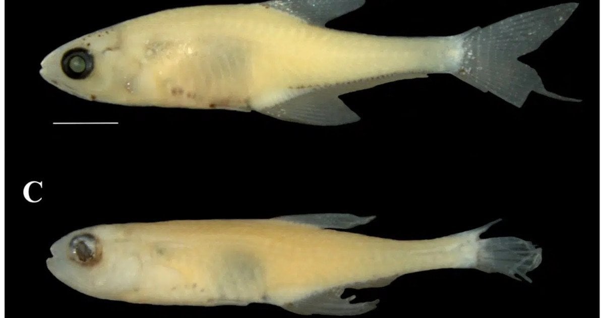 Новий вид риб / Фото: Federal University of São Carlos