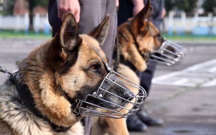 В МВД планируют тренировать собак для обнаружения зараженных коронавирусом