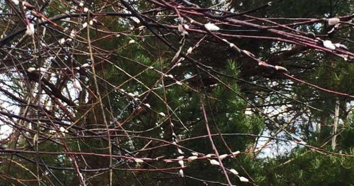 У Чорнобильському заповіднику зафіксували природну аномалію: фото