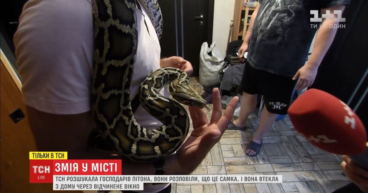 У Києві знайшлися власники 2-метрового пітона, який налякав людей на вулиці