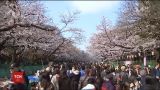 У Японії люди насолоджуються цвітінням сакури