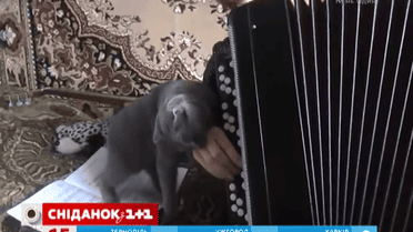 Інтернет підкорив кіт, який не любить музику