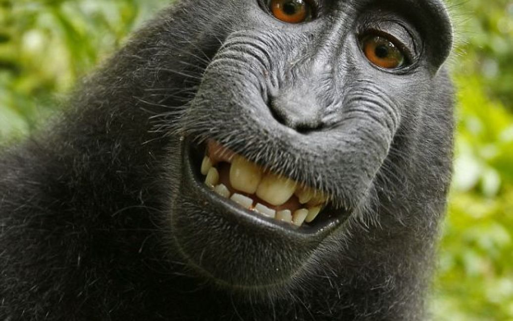 В індонезійських джунглях макака викрала у мандрівника камеру і влаштувала собі фотосесію. / © Daily Telegraph