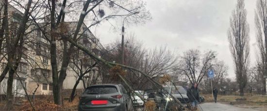 Потрощені автівки та повалені дерева і світлофор: у Харкові сильний вітер наробив лиха