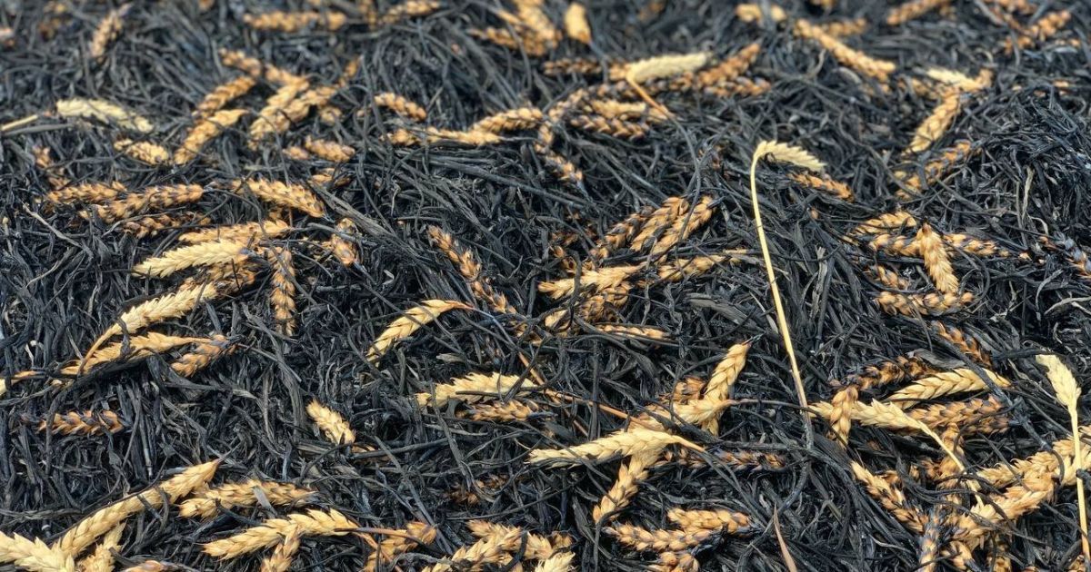 Криваві жнива: на Дніпропетровщині танк окупантів розстріляв у полі українські комбайни