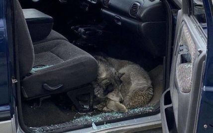 У звільненій від окупантів Бучі знайшли виснаженого собаку, який спав на уламках скла в автівці (фото)