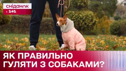 Как правильно выгуливать собак? Главные тонкости прогулки