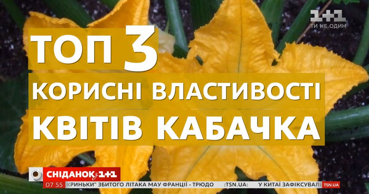 Для иммунитета, зрения и очищения организма: какие полезные свойства имеет цветков кабачка