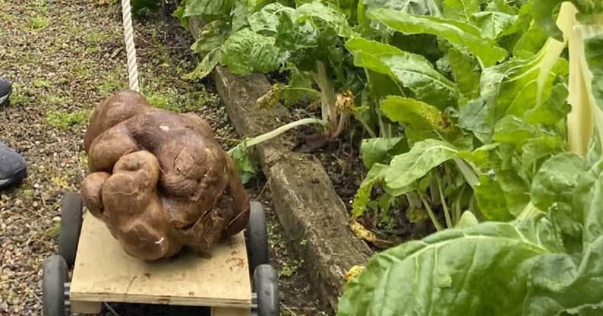 Картоплина, яку викопало подружжя