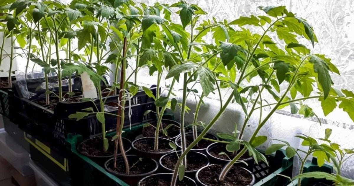 Розсада помідорів витягнулася