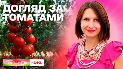 Как подвязывать, поливать и обрезать томаты – Антонина Лесик