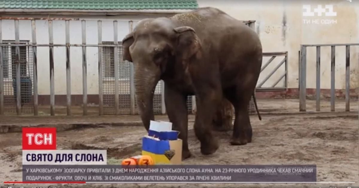 Наилучшие пожелания, Аун: в Харьковском зоопарке отпраздновали день рождения слона (видео)