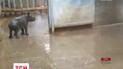 Водні процедури влаштували маленькому носорогу в зоопарку американського штату Айова